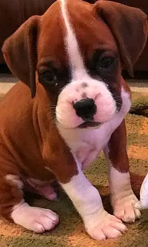 Name Boxer Dog Finnigan