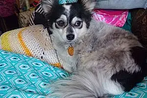Name Chihuahua Dog Bayley