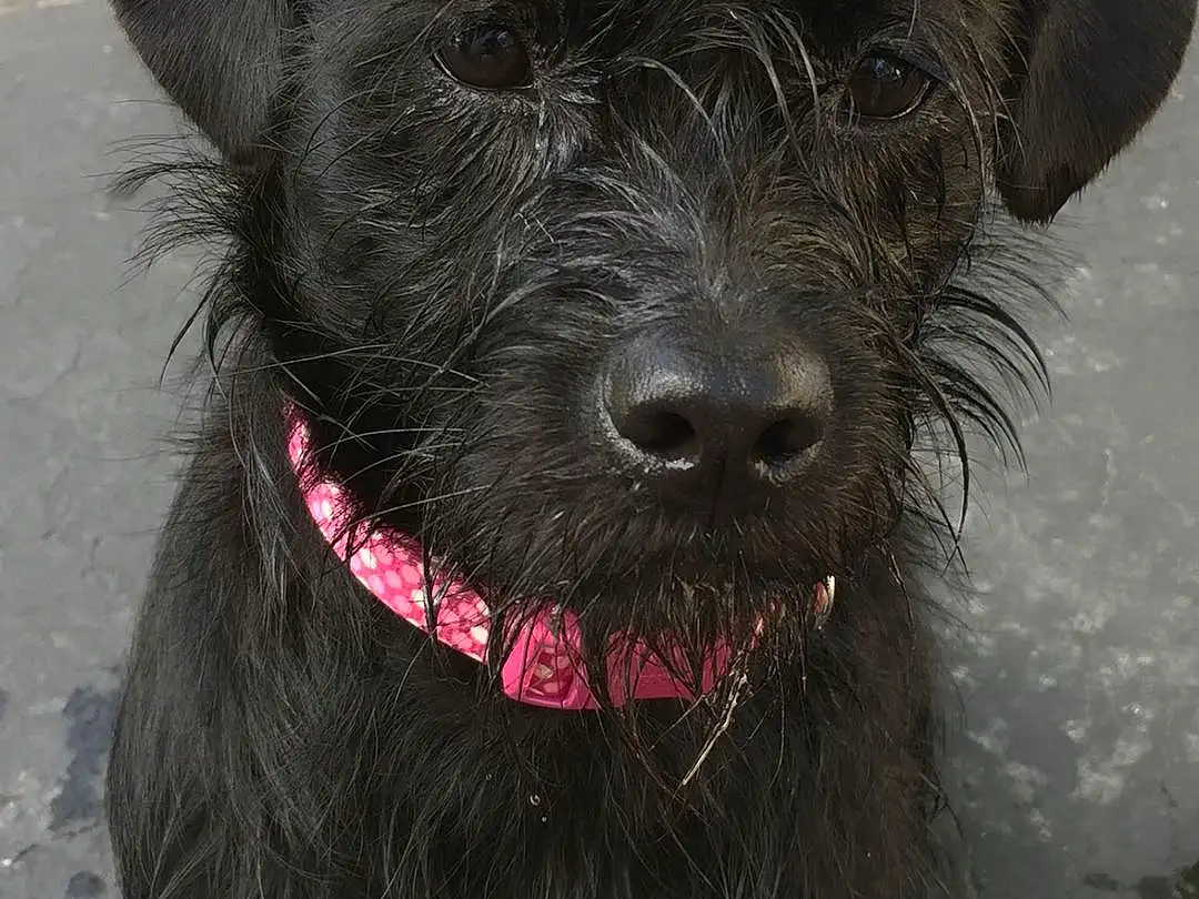 Dog, Dog breed, Snout, Terrier, Miniature Schnauzer, Patterdale Terrier, Schnoodle, Vulnerable Native Breeds, Schnauzer, Cairn Terrier, Whiskers, Rare breed dog