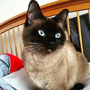 Name Siamese Cat Alexis