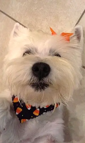 Name West Highland White Terrier Dog Baylie