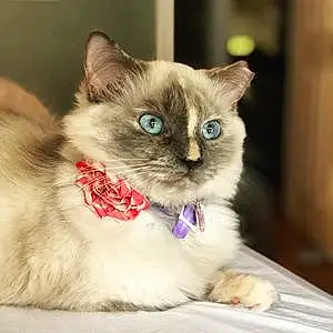 Name Cat Flora