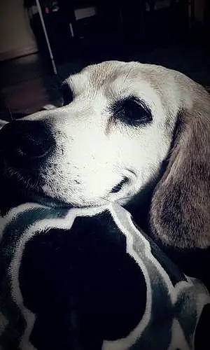 Name Beagle Dog Cletus