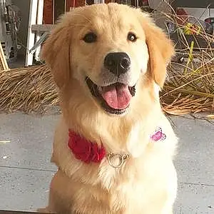 Name Golden Retriever Dog Kaiya