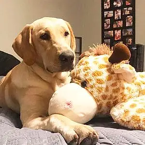 Name Labrador Retriever Dog Jazmin