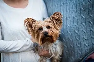 Name Yorkshire Terrier Dog Chuy