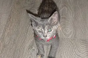 Name British Shorthair Cat Clio