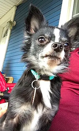 Name Chihuahua Dog Caleb