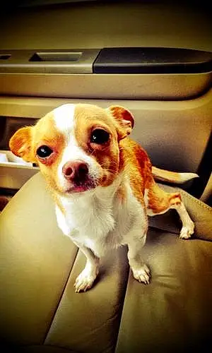 Name Chihuahua Dog Greg