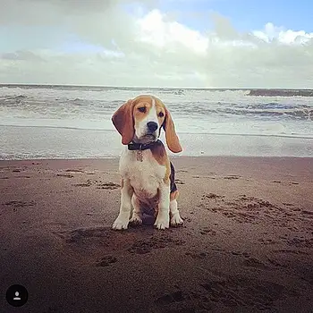 Brucie The Beagle