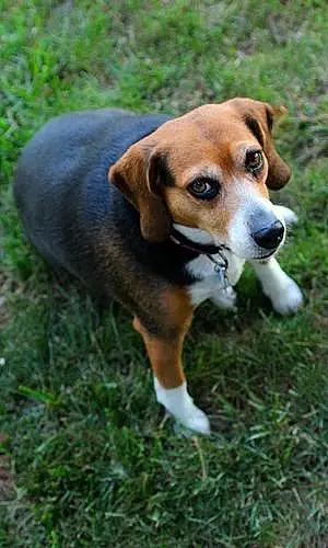 Name Beagle Dog Hanna