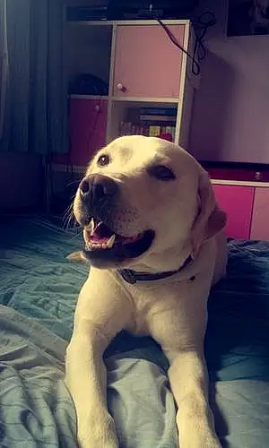 Name Labrador Retriever Dog Aston