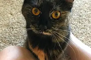 Name Cat Esmeralda
