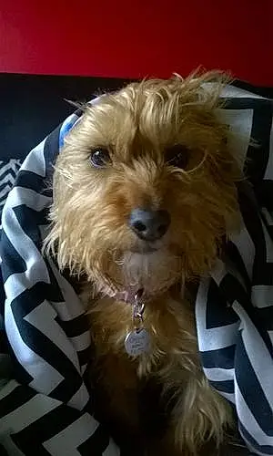 Name Yorkshire Terrier Dog Connie