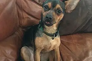 Name Chihuahua Dog Emmitt