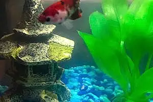 Fish Bubbles