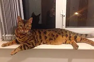 Name Bengal Cat Kimbo