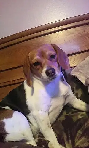 Name Beagle Dog Lea