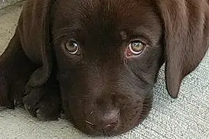 Name Labrador Retriever Dog Berkley