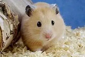 Name Hamster Kelly
