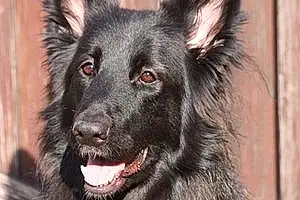 Name German Shepherd Dog Inka
