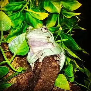 Name Frog Herbert