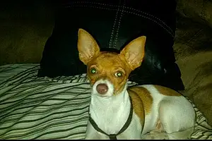 Name Chihuahua Dog Justin