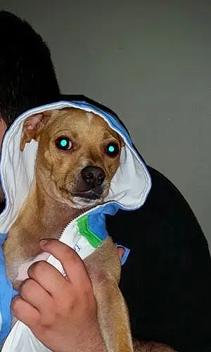 Name Chihuahua Dog Dyson