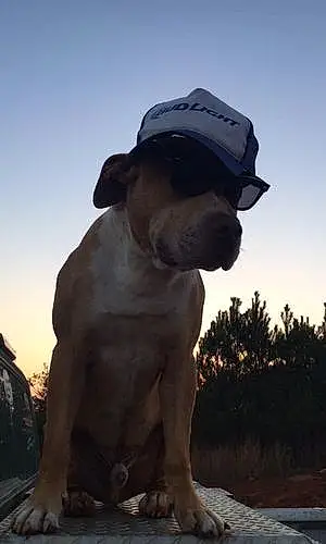 Name Pitt Bull Terrier Dog Bam