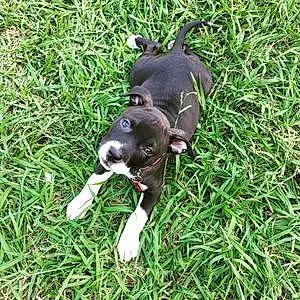 Name Pitt Bull Terrier Dog Daisy-mae