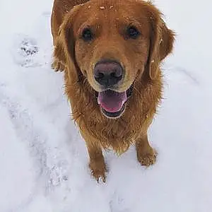 Name Golden Retriever Dog Brantley