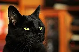 Name British Shorthair Cat Jose
