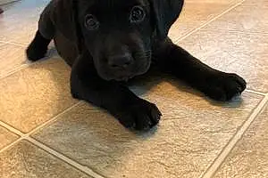 Name Labrador Retriever Dog Chesney