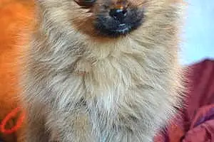 Name Pomeranian Dog Bernadette