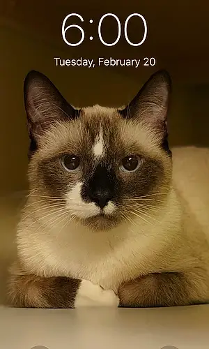 Name Siamese Cat Kit-kat