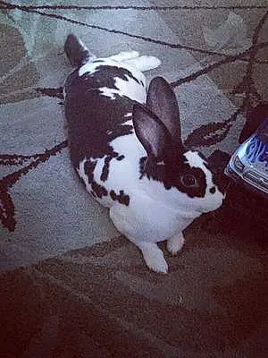 Name Rabbit Bonny