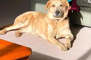 Name Labrador Retriever Dog Bernadette