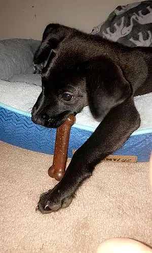 Name Labrador Retriever Dog Binks