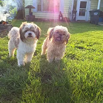 Gizmo And Scooby