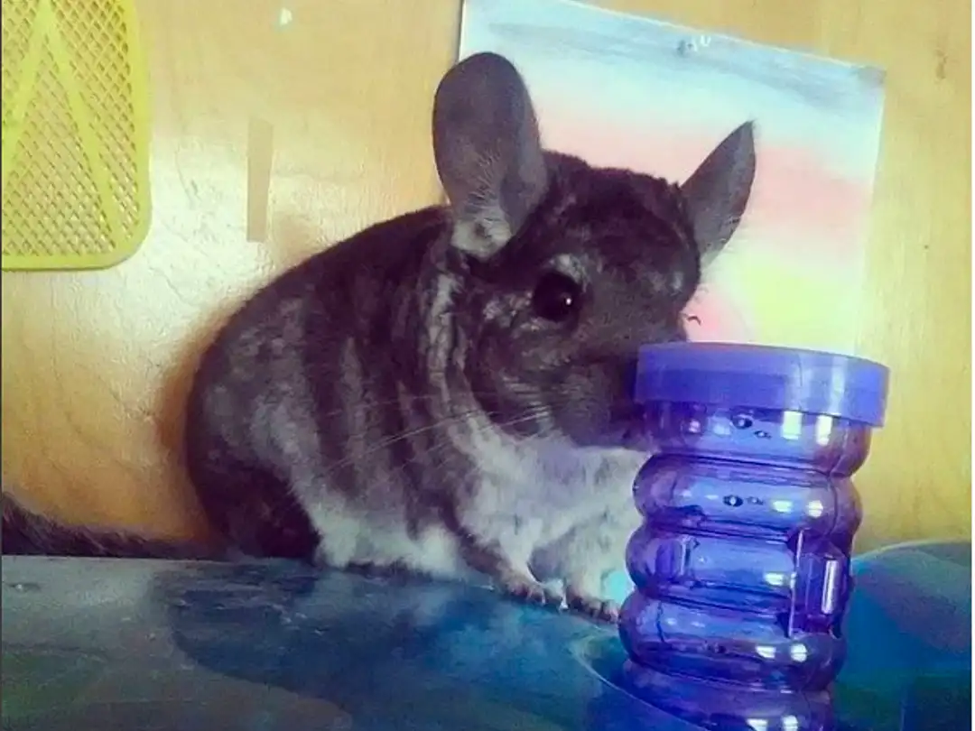 Chinchilla, Whiskers, Snout, Dog breed, Rodent, Tail