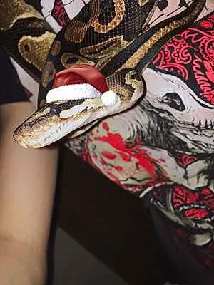 Name Snake Ezekiel