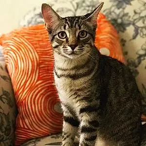 Name American Shorthair Cat Haku