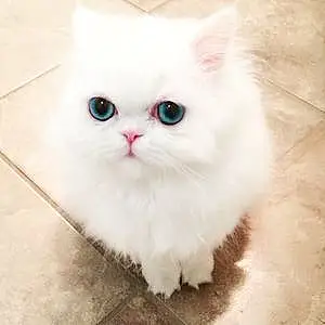 Name Persian Cat Bernadette
