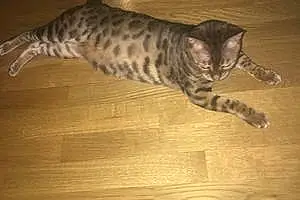 Name Bengal Cat Katana