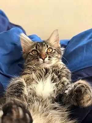 Name Maine Coon Cat Geronimo