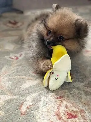 Name Pomeranian Dog Banana