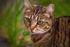 Name British Shorthair Cat Crumble