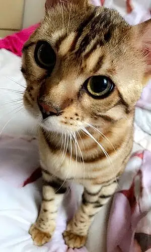Name Bengal Cat Chilli