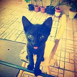 Name Cat Blacky