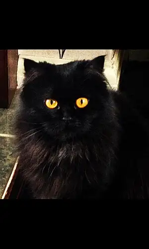 Name Persian Cat Inka